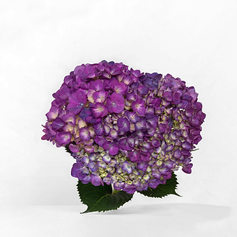 Dark Purple