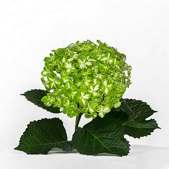 Green Variegada