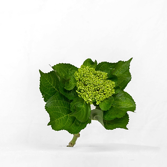 Mini Green Dark