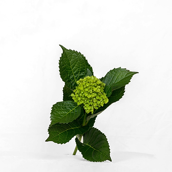 Mini Green Mojito