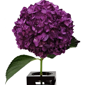 Grape Purple