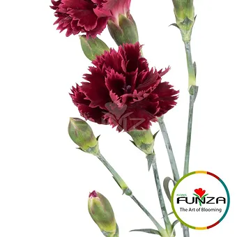 Fiorinno Pupa
