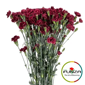 Fiorinno Pupa