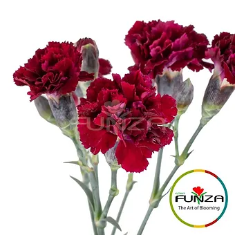 Liliput Crimson