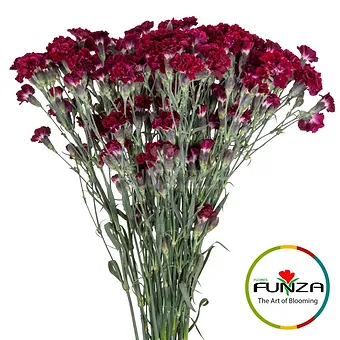 Liliput Crimson