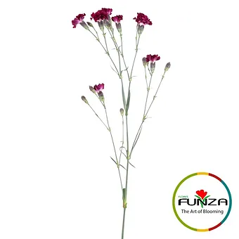 Liliput Crimson - miniature 3