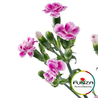 Liliput Mauve