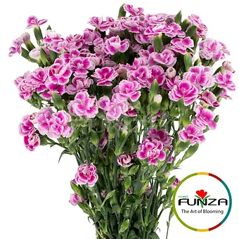 Liliput Mauve