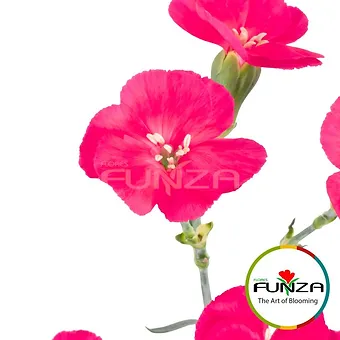 Solandy 9054