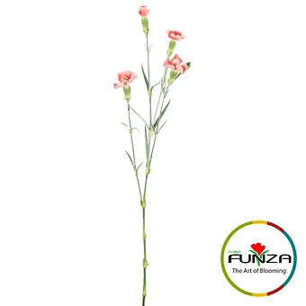 Simply Pink Salmon - miniature 3
