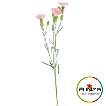 Solomio Rose - miniature 3