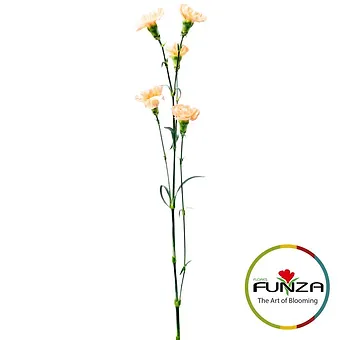 Nectarine - miniature 3