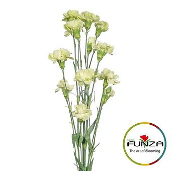 Brocoli - miniature 3