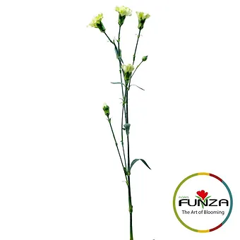 Parsley - miniature 3