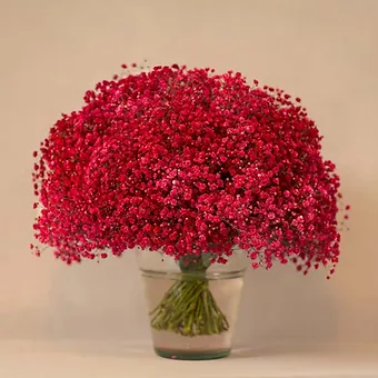 Gypso Viva Magenta