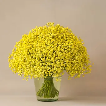 Gypso Light Yellow