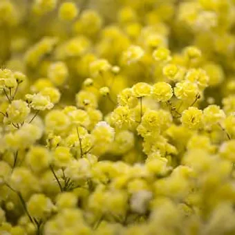 Gypso Light Yellow