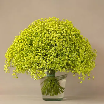 Gypso Apple Green
