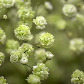 Gypso Apple Green