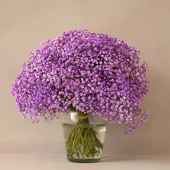 Gypso Purple