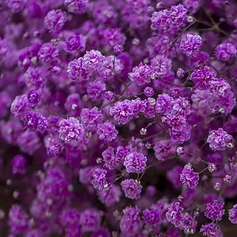 Gypso Purple