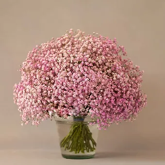 Gypso Light Pink