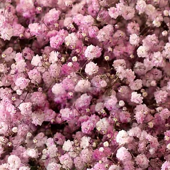 Gypso Light Pink