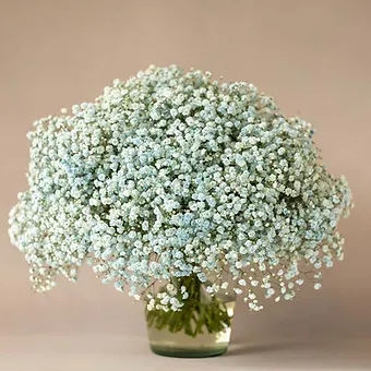 Gypso Light Blue