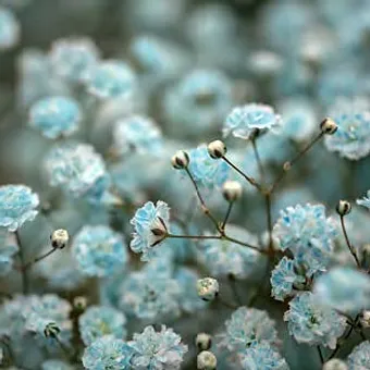 Gypso Light Blue