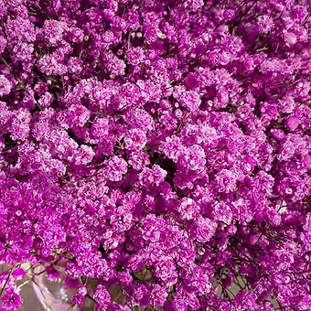Gypso Hot Pink