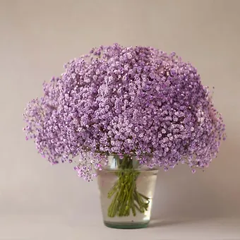 Gypso Lavander