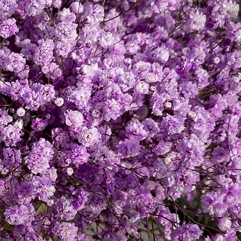 Gypso Lavander