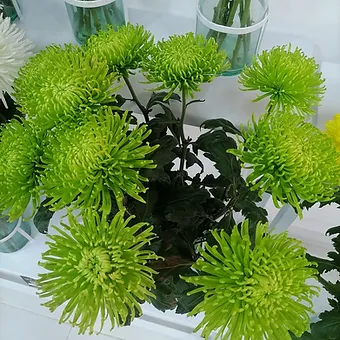 Dark Green Anastasia