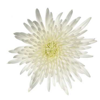 Special White Anastasia