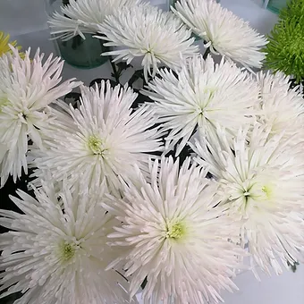 Special White Anastasia