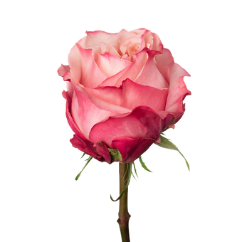 Art Rose