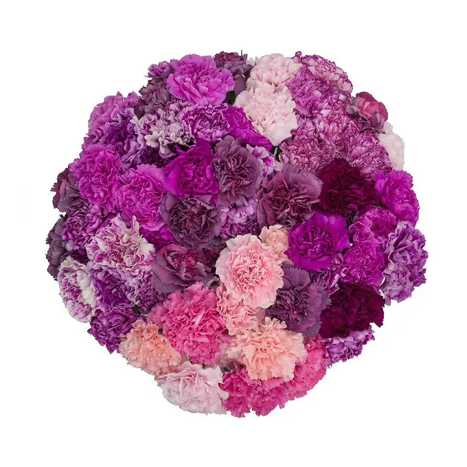 Symphony Fuchsia & Rose