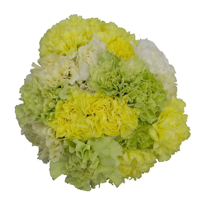 Symphony Vert
