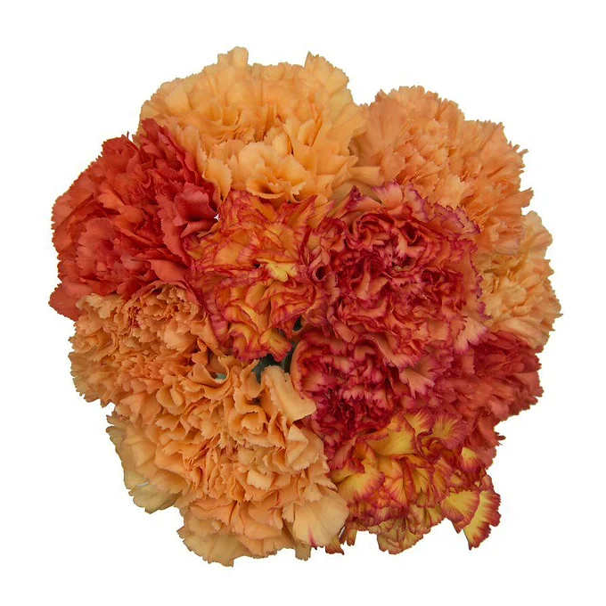 Symphony Rouge & Orange
