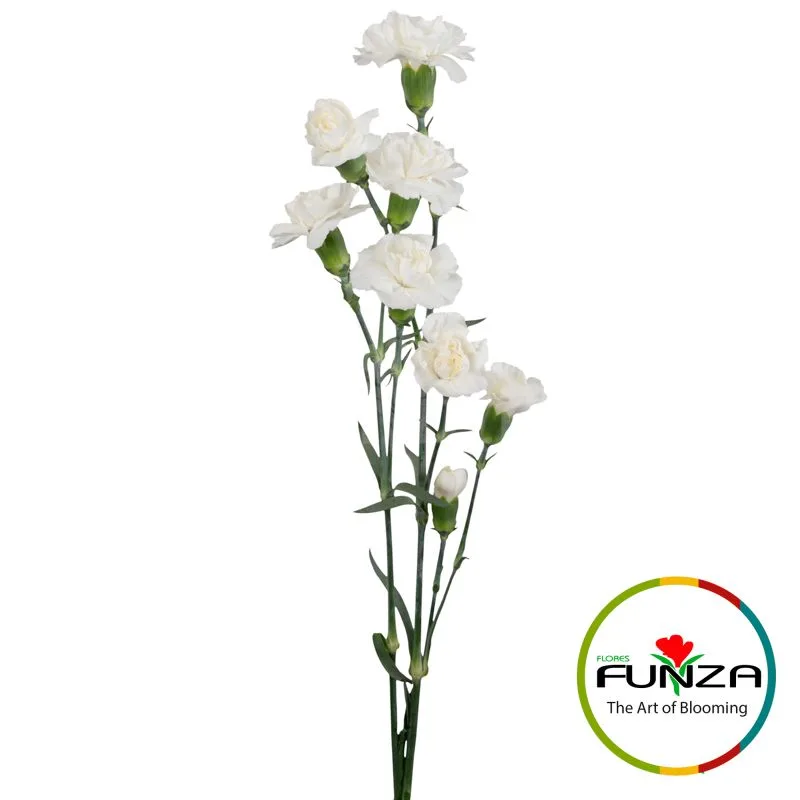 Paloma - miniature 3