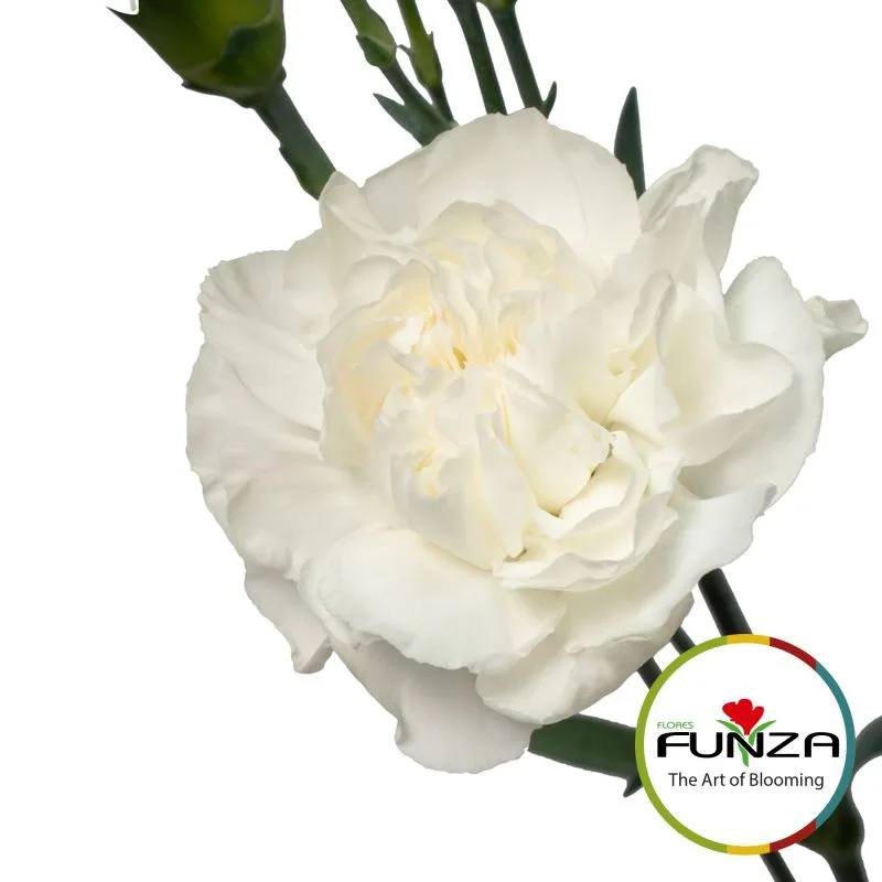 Ala Blanca