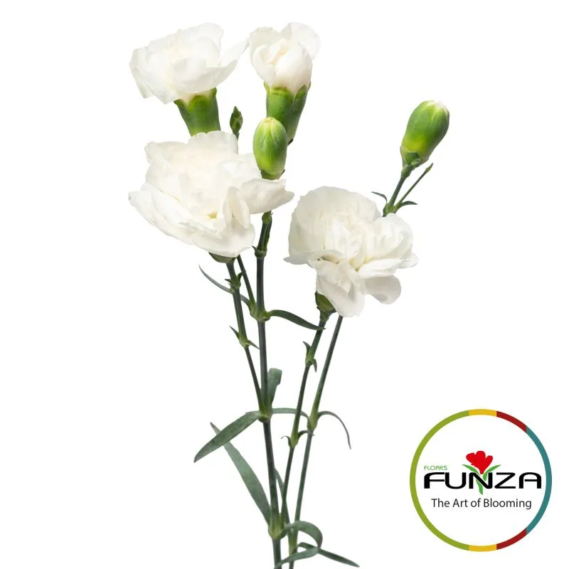 Ala Blanca - miniature 3