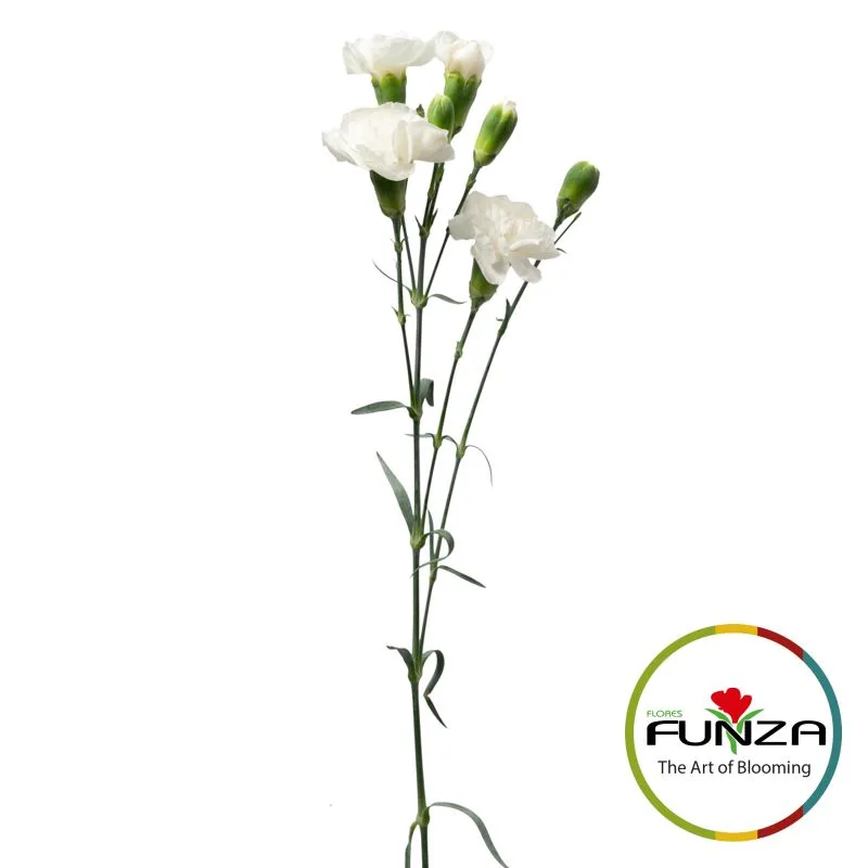 Ala Blanca - miniature 4