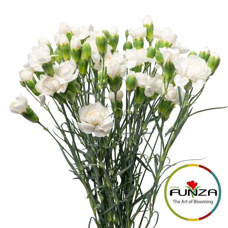 Ala Blanca