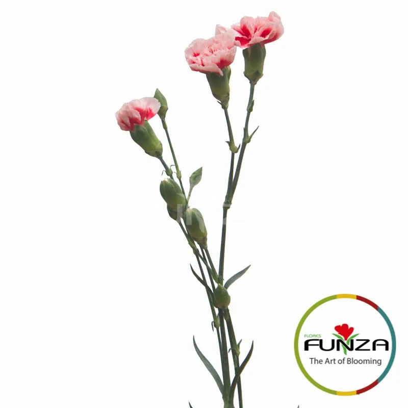 Scarlette Plus - miniature 3