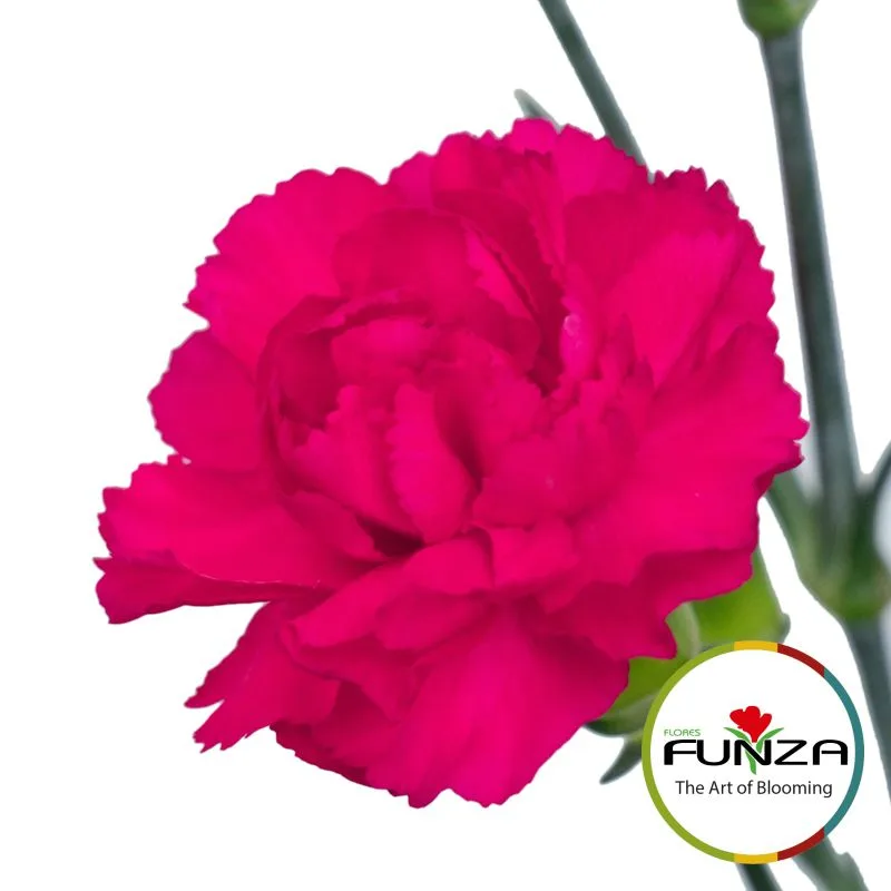 Rufina