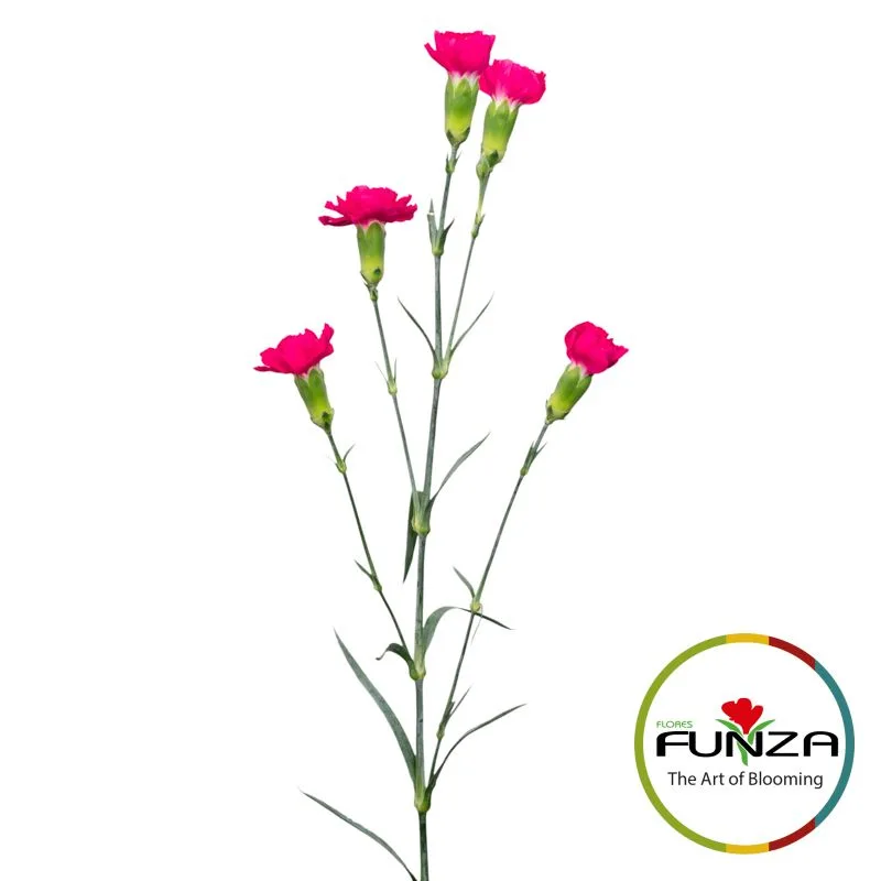 Rufina - miniature 3