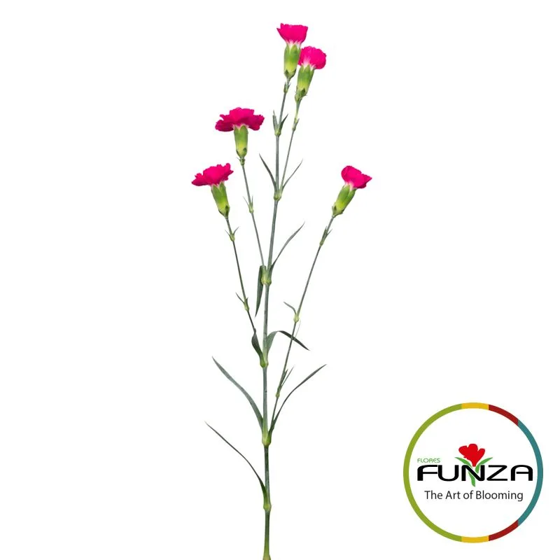 Rufina - miniature 4