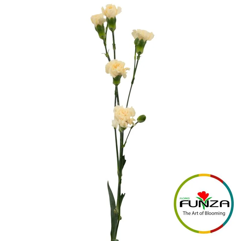 Creme Intermezzo - miniature 3