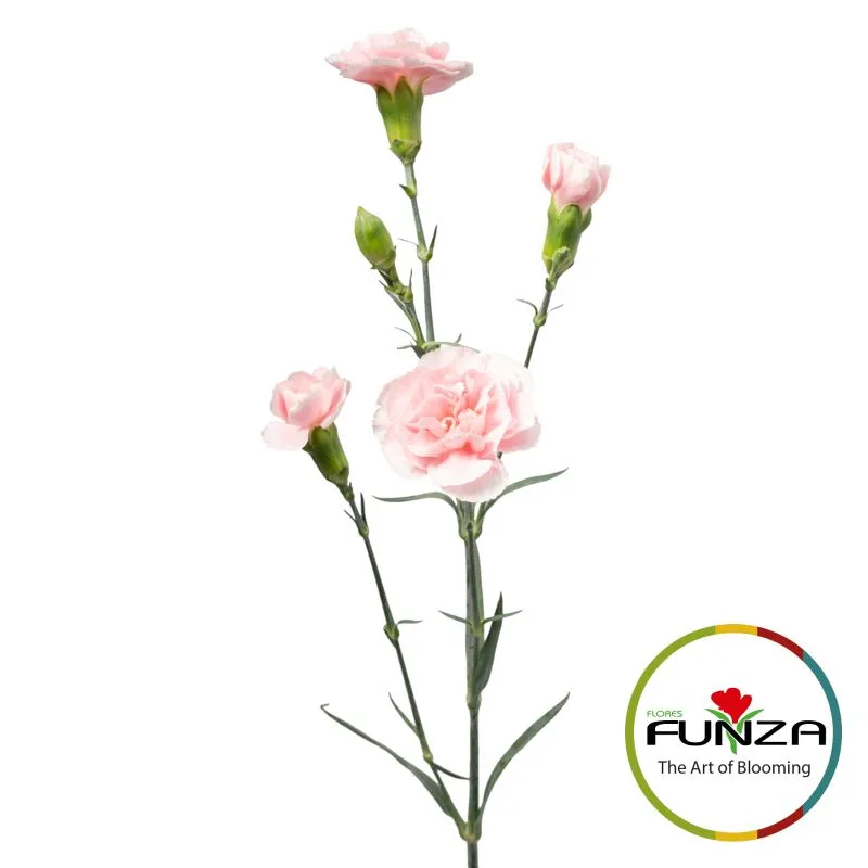 Cosmo Pink - miniature 3